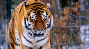 красивая походка тигра