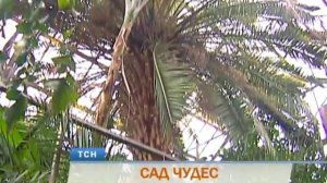 В Пермском университете расцвело "змеиное дерево"