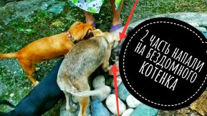 Первый вечер в доме с подкинутым котенком под конец накрыло ужасом