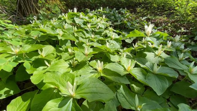 A Treatise on the Floral Ecology in the Willamette Loam of Oak Woods in the North Willamette Valley смотреть онлайн