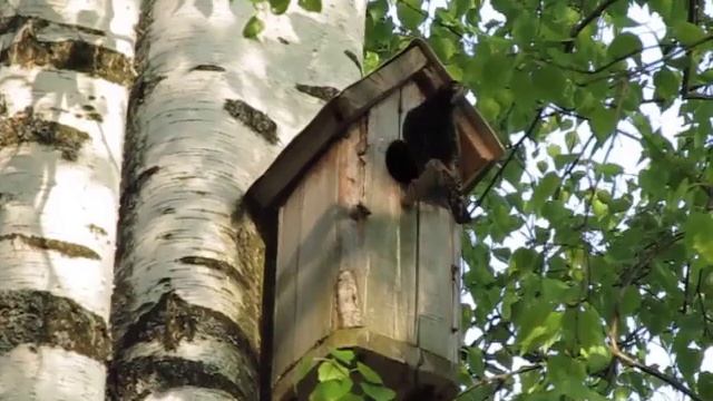 КОРМИЛЕЦ :-) #скворец #птицы #весна #природа смотреть онлайн