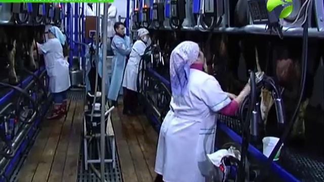 Холмогоры, Холмогоры... Этим бурёнкам и на Ямале хорошо