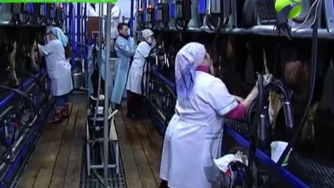 Холмогоры, Холмогоры... Этим бурёнкам и на Ямале хорошо