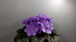 Космический сорт фиалки НД-Уссури