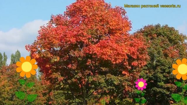 Клен татарский Варренред. Краткий обзор, описание характеристик acer truncatum Warrenred смотреть онлайн