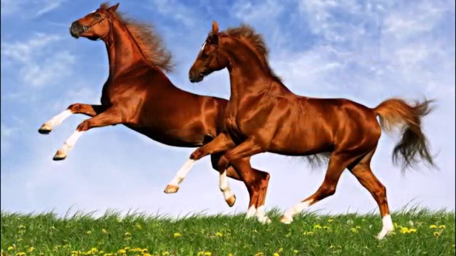 Цыганская полынь-трава смотреть онлайн