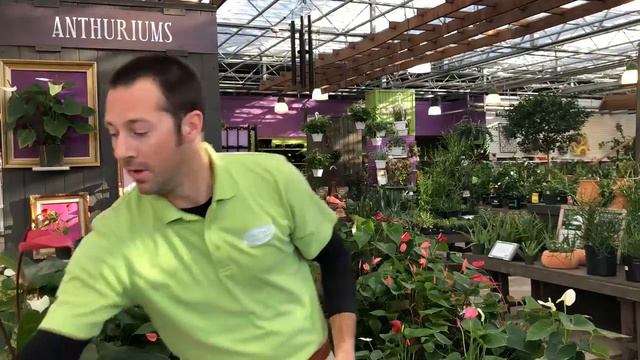 Anthuriums for Valentines Day смотреть онлайн