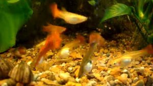 Агамикс и анцитрус