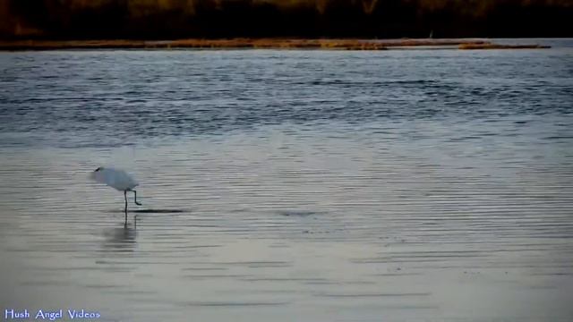 Ninska Laguna Beach смотреть онлайн