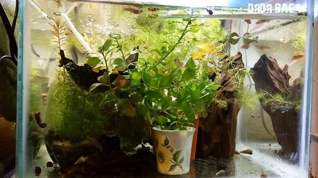 Сделал и запустил аквариум для своих карпозубых Килли! Нужен совет по обустройству и дизайну! смотреть онлайн