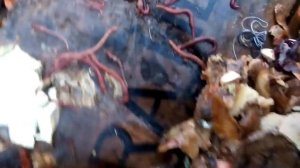 Калифорнийский червь в открытом грунте.25.12.15.