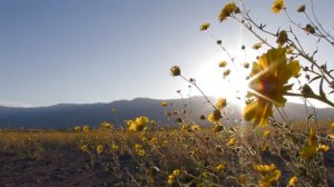  Долина смерти зацвела впервые за 10 лет! Death Valley Exposed_ Wildflowers