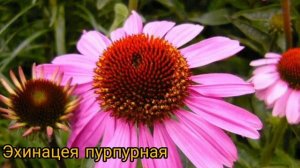 Многолетние ВЫСОКОРОСЛЫЕ цветы для заднего плана. Неприхотливые многолетние цветы. ОБЗОР.