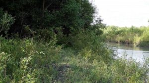 Пение певчего дрозда. Голоса птиц