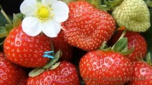 Земляника садовая Эверест (fragaria ananassa everest) ? обзор: как сажать, рассада земляники Эверес