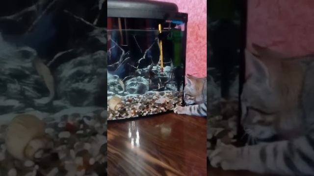 Наш кот ловит рыбку :-) смотреть онлайн