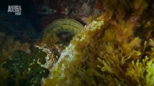 Где обычно прячется европейская мурена (Muraena Helena), и как устроена её голова ?