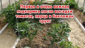 Первая подкормка после высадки томатов, перца, баклажан в теплице и открытом грунте.