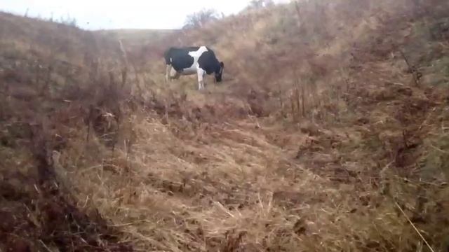 последние пастбищные деньки//ноябрьское потепление//где растут грибы смотреть онлайн