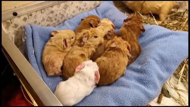 Ссаживание и знакомство морских свинок. смотреть онлайн