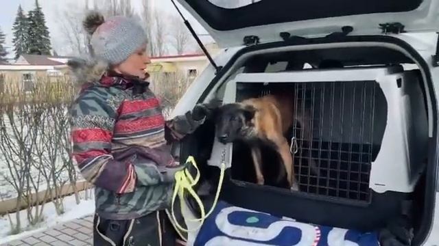как перевозить собаку в машине смотреть онлайн