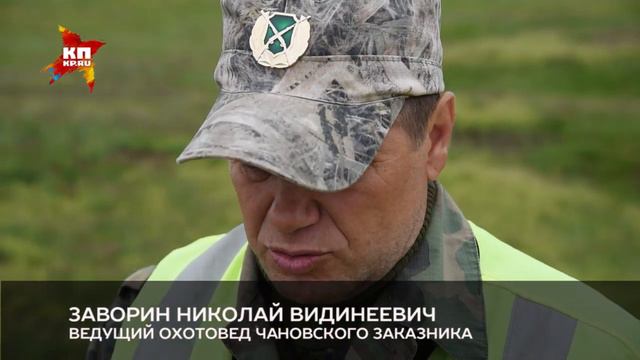 Чановский заказник. Ролик 2. Видинеевич смотреть онлайн