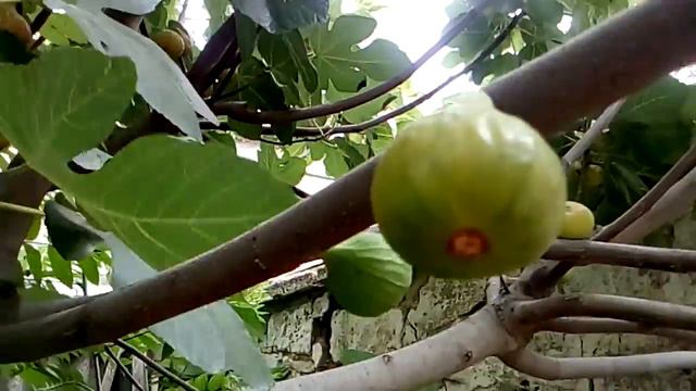 This is a fig chaos, some kind! 20.07.2020year🍑🌿Это инжирный беспредел , какой-то! 20.07.2020год#Са смотреть онлайн