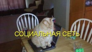 Котофильм "Социальная сеть"