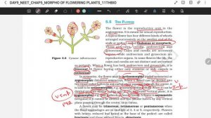 PART 4 | NEET | NCERT+ PYQs | CHAP 5 | MORPHOLOGY OF FLOWERING PLANTS | PART 1 | 11TH | BIO