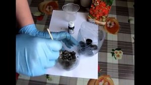 Тонкости  проращивание семян на бумаге и до высадки саженцев в грунт  Ч 1