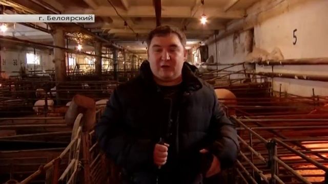 Хрюшки в Белоярском смотреть онлайн