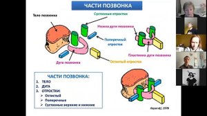 2  Кости туловища и черепа.
