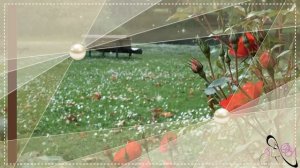 Белый шиповник