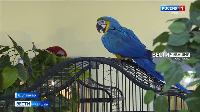 Хамӑра чӑн-чӑн тропиксенчи пек туйса курма пулать смотреть онлайн