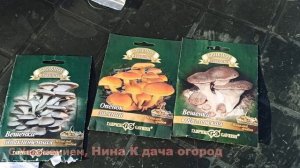 ГРИБЫ НА ДАЧЕ СОБИРАЛИ ВЕДРАМИ:) ТЕПЕРЬ КУПИЛИ МИЦЕЛИЙ ГРИБОВ ГРИБНОЕ ЛУКОШКО В ЛЕНТЕ, ЗАРАЗИЛИ ПНИ