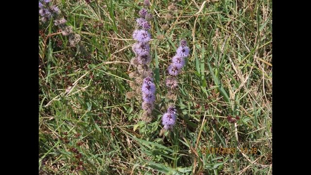Mentha pulegium syn Mentha aromatica Pulegium micranthum Greece by Theo Fotiadis смотреть онлайн