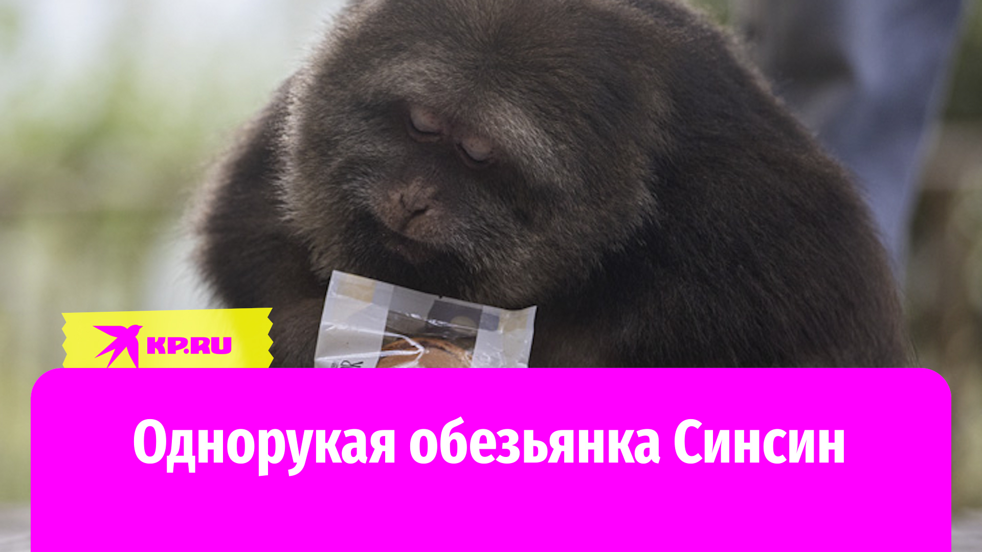Однорукая обезьянка Синсин живет в буддийском храме и дружит с кошкой