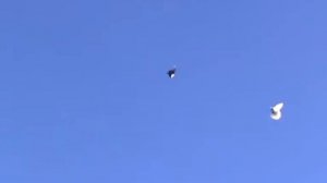 Николаевские голуби г.Темрюк