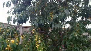 Черешня Журба 12.07.2022