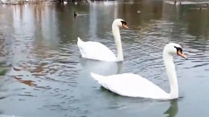 ФУТАЖ ЛЕБЕДИ, ЛЕБЕДИ НА ПРУДУ.