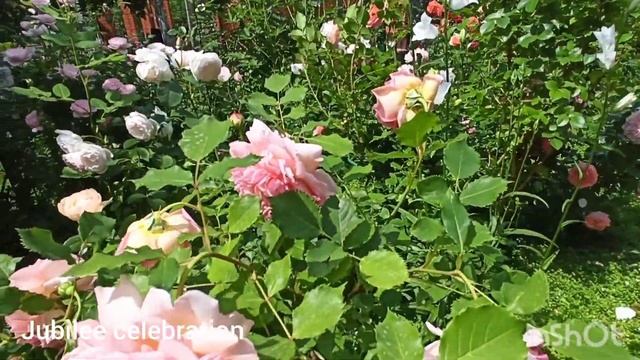 Розы шрабы и плетистые: Бенджамин Бриттен, Westerland, Chippendale, Jubilee celebration, Desdemona.
