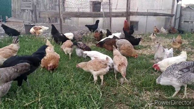 Я ЕЁ ДРЫНОМ, И ВСЁ РАВНО НЕ ПОНИМАЕТ. Борковские барвистые молодки, на Волге, сено, компот из тёрна смотреть онлайн