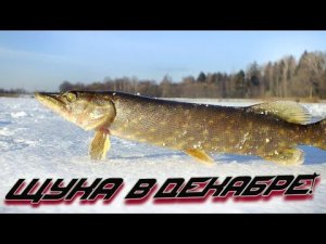Хотите ловить много щуки в декабре? Смотрите это видео.