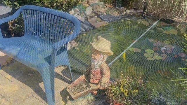 Золотые рыбки и их мальки. Goldfische und ihre Jungfischen. смотреть онлайн