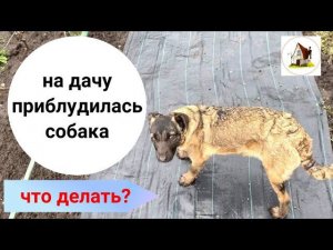 Приблудилась собака. Что делать зимой?