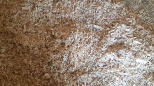 Тёплый домик для мускусных уток смотреть онлайн