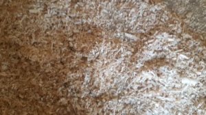 Тёплый домик для мускусных уток