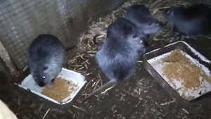 Нутрии. Разведение нутрий. Знакомство молодых самцов нутрий. Содержание нутрий в клетке. Дружба.