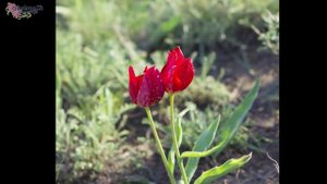 Степные ТЮЛЬПАНЫ. Степи Казахстана/Steppe TULIPS. steppes of Kazakhstan