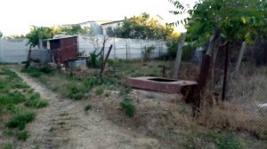 Шарик на дереве